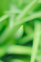 Image showing spicy end of leaf