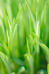 Image showing green leaves