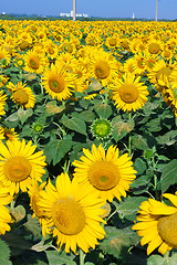 Image showing Sunflowers
