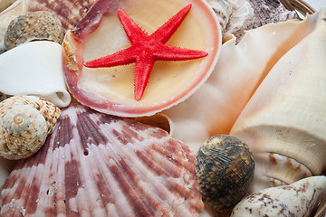 Image showing Seashells