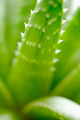 Image showing Aloe aristata