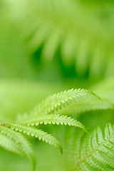 Image showing fern leaf