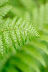 Image showing fern leaf