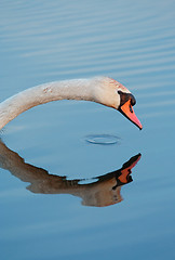 Image showing head of a mute swan