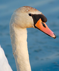 Image showing head of a mute swan