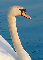 Image showing portrait of a mute swan