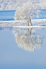 Image showing frosty trees