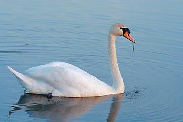 Image showing dinner of a wild mute swan