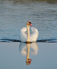 Image showing swimming wild mute swan