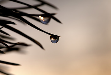 Image showing Silhouette of water drop on pine-needle at evening