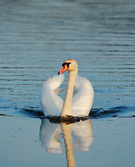 Image showing swimming wild mute swan