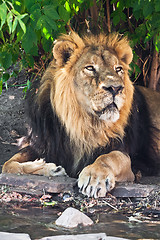 Image showing Lion