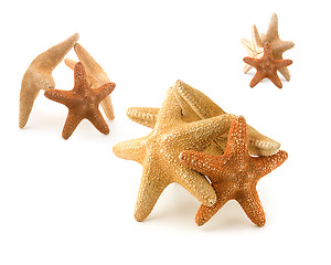 Image showing Starfish