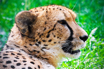 Image showing Cheetah