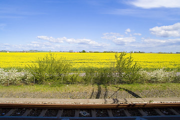 Image showing Rapeseed field
