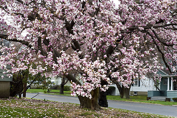 Image showing Cherry Blossoms