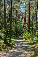 Image showing Pine forest