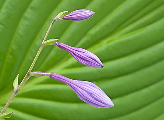 Image showing Buds of violet flowers.