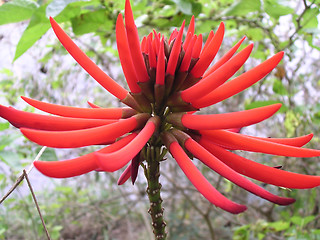 Image showing Red flower