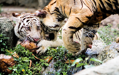 Image showing Two Tigers