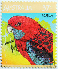 Image showing Rosella Stamp