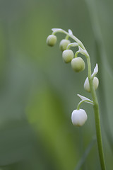 Image showing lily of the valley