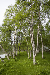 Image showing birches