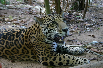 Image showing Jaguar, Mexico