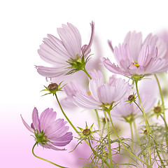 Image showing Decorative garden flowers 