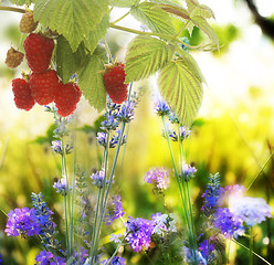 Image showing Raspberry.Garden raspberries at Sunset.Soft Focus 