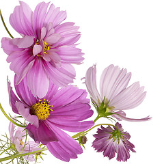 Image showing Beautiful flower background 