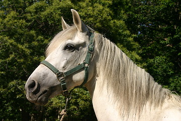 Image showing Andalusian horse, Spain