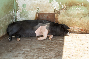 Image showing Big pig sleeping farm
