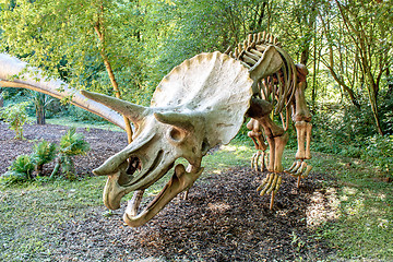 Image showing Triceratops Fossil skeleton over natural background