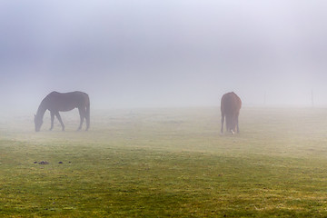 Image showing two brown horse in enclosure