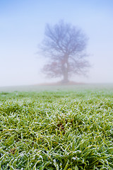 Image showing cold misty morning with tree