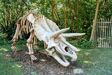 Image showing Triceratops Fossil skeleton over natural background