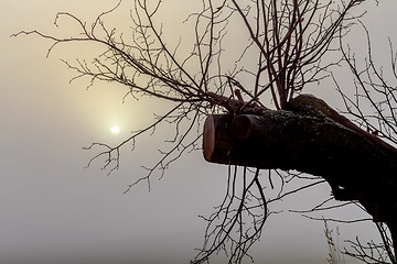 Image showing Misty morning sunrise over tree