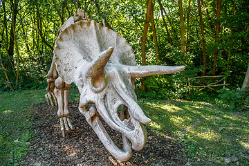 Image showing Triceratops Fossil skeleton over natural background