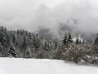 Image showing Winter forest in Bavarian Alps 