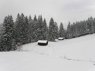 Image showing Winter forest in Bavarian Alps 