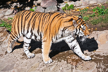 Image showing Tiger