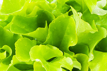 Image showing Lettuce