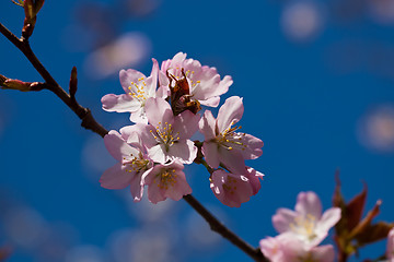 Image showing Cherry blossom