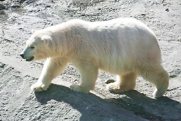 Image showing Polar bear