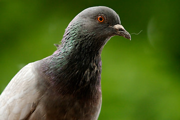 Image showing Bird