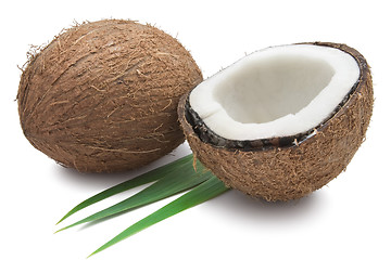 Image showing Coconut