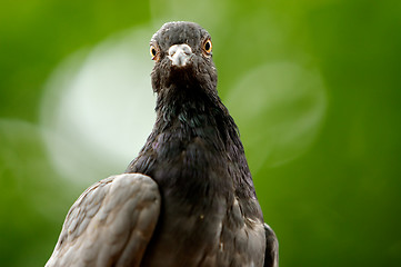 Image showing Bird