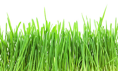 Image showing Green grass