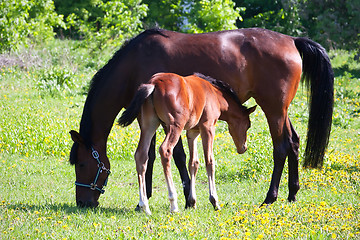 Image showing Horse